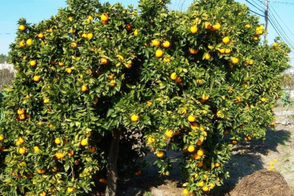 Sweet Oranges: The Biogeography of Citrus sinensis