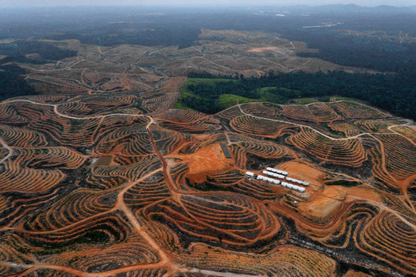 Deforestation: Humankind and the Global Ecological Crisis